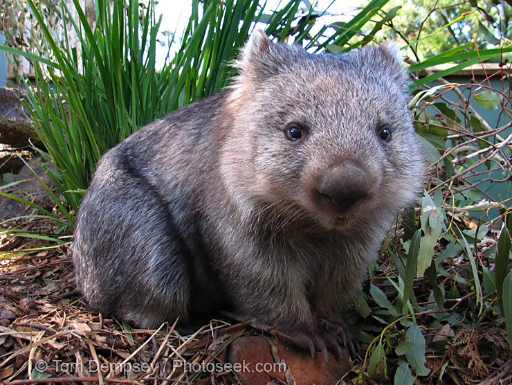 04aus-30201-wombat-large.jpg